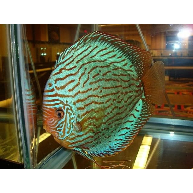 Discus Brilliant Turquoise